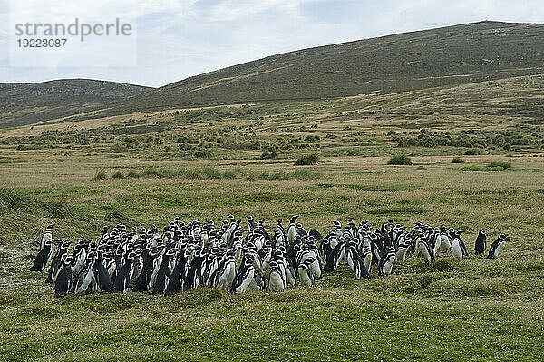 Gruppe Magellan-Pinguine (Spheniscus magellanicus) auf Carcass Island; Carcass Island  Westfalklandinseln  Falklandinseln