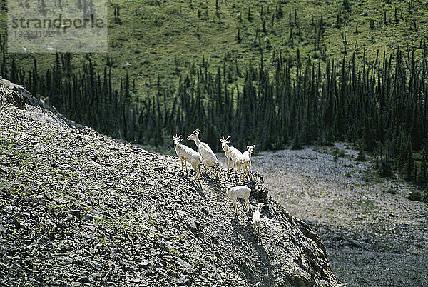 Bergziegen (Oreamnos americanus) an einem felsigen Berghang im Yukon-Territorium  Kanada; Yukon-Territorium  Kanada