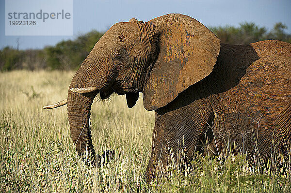 Afrikanischer Elefant (Loxodonta africana) steht in Gräsern im Madikwe Game Reserve  Südafrika; Südafrika