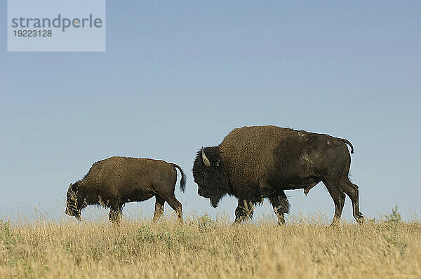 Zwei Bisons (Bison Bison) grasen auf einer Ranch in Montana  USA; Malta  Montana  Vereinigte Staaten von Amerika