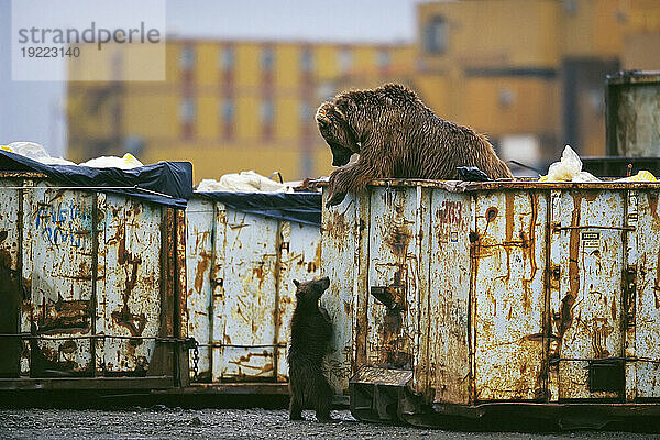 Grizzlybär und ihr Junges (Ursus arctos horribilis) plündern aus einem Müllcontainer; Deadhorse  Alaska  Vereinigte Staaten von Amerika