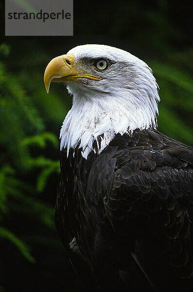 Profilporträt eines Weißkopfseeadlers (Haliaeetus leucocephalus); Alaska  Vereinigte Staaten von Amerika