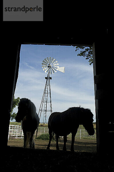 Ponys als Silhouette in einer Scheune; Greenleaf  Kansas  Vereinigte Staaten von Amerika