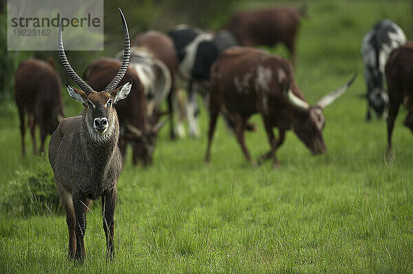 Männlicher Wasserbock (Kobus ellipsiprymnus) grast mit Rindern in einer Safari-Lodge im Queen-Elizabeth-Nationalpark; Uganda