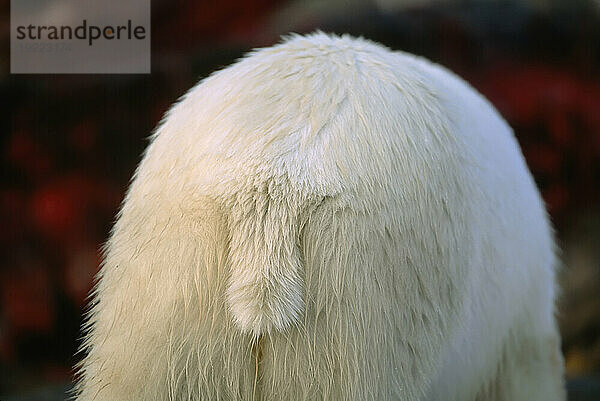 Nahaufnahme des weißen Fells am Rücken und Schwanz eines Eisbären (Ursus maritimus); North Slope  Alaska  Vereinigte Staaten von Amerika