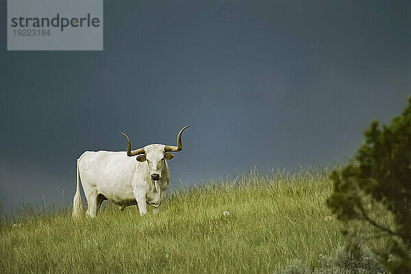 Longhorn-Ochse  ein Mitglied einer kleinen Herde  die im Parkgrasland des Theodore-Roosevelt-Nationalparks  North Dakota  USA  umherstreift; North Dakota  Vereinigte Staaten von Amerika