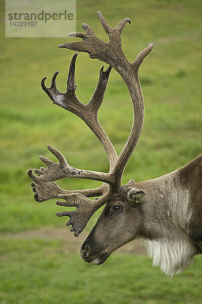 Karibu (Rangifer tarandus) in der Large Animal Research Station in Fairbanks  Alaska  USA; Fairbanks  Alaska  Vereinigte Staaten von Amerika