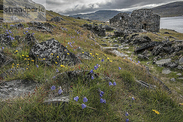 Blick auf Wildblumen am Hang und die archäologische Stätte von Hvalsey  in der Nähe von Qaqortoq  an der Südspitze Grönlands im Nordatlantik; Südgrönland  Grönland