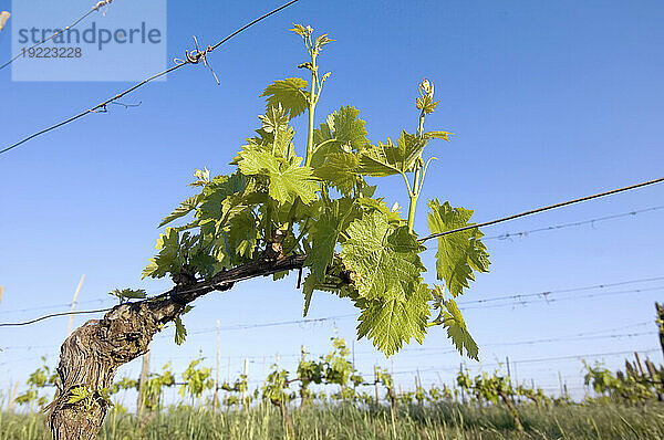 Weinrebe wickelt sich um einen Drahtzaun in einem Weinberg; Pienza  Toskana  Italien