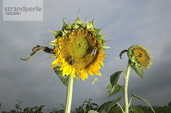 Bienen um Sonnenblumen (Helianthus annuus); Nebraska  Vereinigte Staaten von Amerika