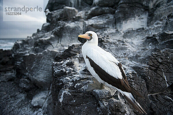 Nazca-Tölpel (Sula granti) auf der Insel Espanola im Galapagos-Nationalpark; Insel Espanola  Galapagos-Inseln  Ecuador