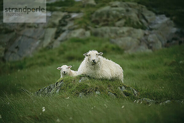 Mutterschaf und ihr Lamm (Ovis aries) ruhen auf einem kleinen Hügel; Ben Nevis  Schottland