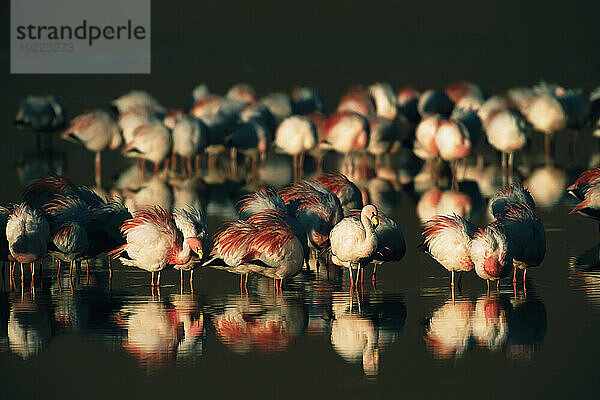 Schwarm wandernder Flamingos (Phoenicopterus chilensis) in einem hochgelegenen See in der Atacama-Wüste in Chile; Chile