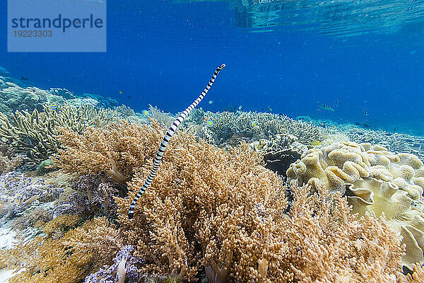 Ein erwachsener Gebänderter Seekrait (Laticauda colubrina) vor der Insel Bangka  vor der nordöstlichen Spitze von Sulawesi  Indonesien  Südostasien  Asien