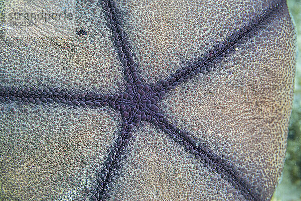 Kissenstern (Culcita novaeguineae)  im flachen Schutt vor der Insel Kri  Raja Ampat  Indonesien  Südostasien  Asien