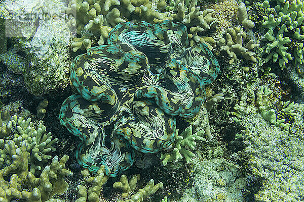 Riesige Tridacna-Muscheln  Gattung Tridacna  in den flachen Riffen vor den Äquatorinseln  Raja Ampat  Indonesien  Südostasien  Asien