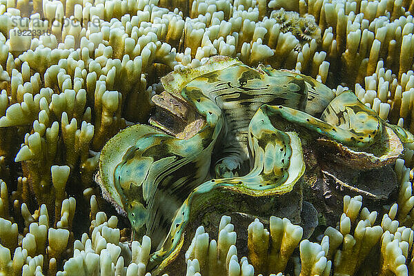 Riesige Tridacna-Muscheln  Gattung Tridacna  in den flachen Riffen vor Port Airboret  Raja Ampat  Indonesien  Südostasien  Asien