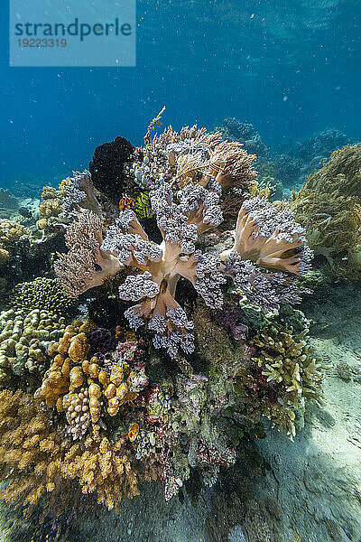Korallen im kristallklaren Wasser in den flachen Riffen vor der Insel Bangka  vor der nordöstlichen Spitze von Sulawesi  Indonesien  Südostasien  Asien