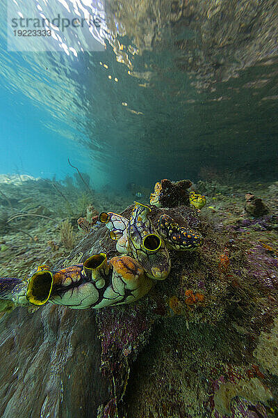 Eine goldene Seescheide (Polycarpa aurata) am Riff vor der Freewin Wall  in der Nähe der Insel Waigeo  Raja Ampat  Indonesien  Südostasien  Asien