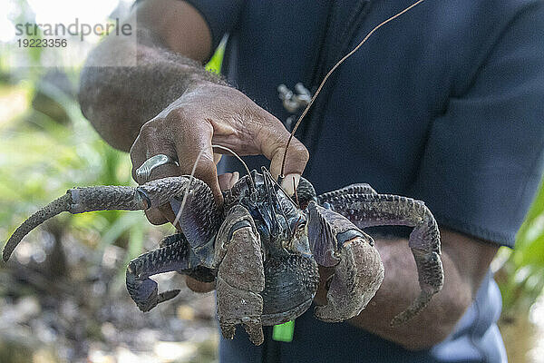 Lokaler Führer mit einer erwachsenen Kokosnusskrabbe (Birgus latro) an Land auf der Insel Gam  Raja Ampat  Indonesien  Südostasien  Asien