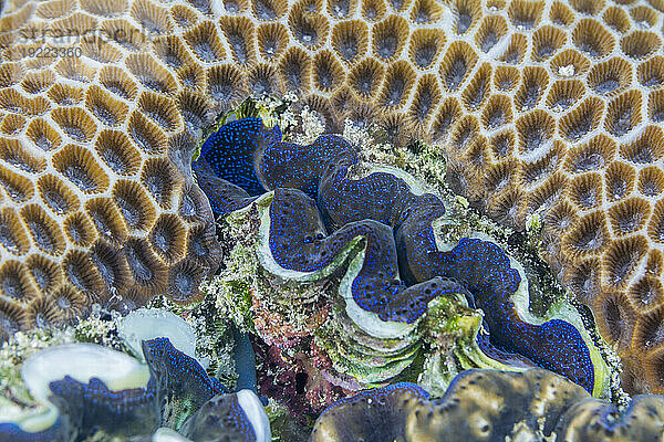 Riesige Tridacna-Muscheln  Gattung Tridacna  in den flachen Riffen vor den Äquatorinseln  Raja Ampat  Indonesien  Südostasien  Asien