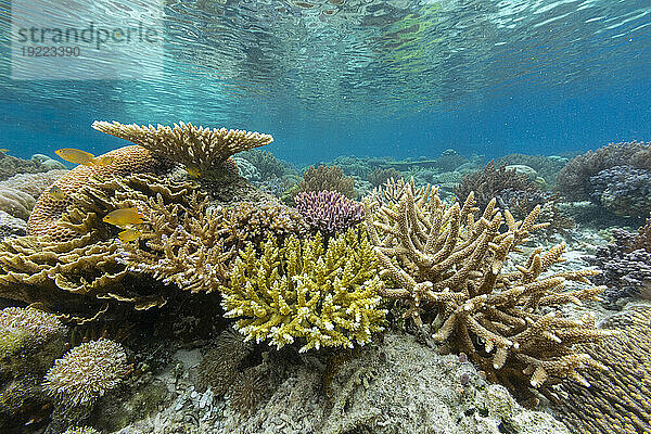 Korallen im kristallklaren Wasser in den flachen Riffen vor der Insel Bangka  vor der nordöstlichen Spitze von Sulawesi  Indonesien  Südostasien  Asien