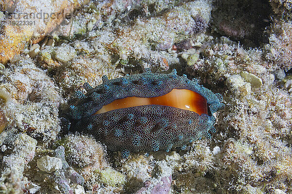 Eine schokoladengebänderte Kaurischnecke (Talparia talpa)  nachts in den Trümmern auf der Insel Kri  Raja Ampat  Indonesien  Südostasien  Asien