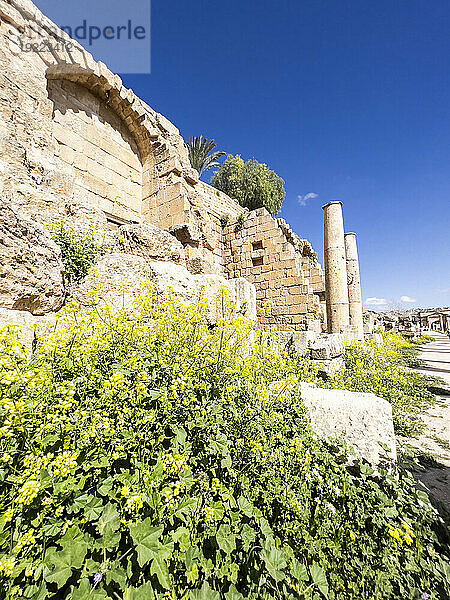 Blumen vor Säulen in der antiken Stadt Jerash  die vermutlich 331 v. Chr. von Alexander dem Großen in Jerash  Jordanien  Naher Osten  gegründet wurde