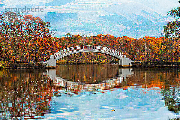 Wunderschöne weiße Bogenbrücke  die sich in einem klaren See mit roten Herbstfarben spiegelt  der den Onuma-See  Hokkaido  Japan  Asien umgibt