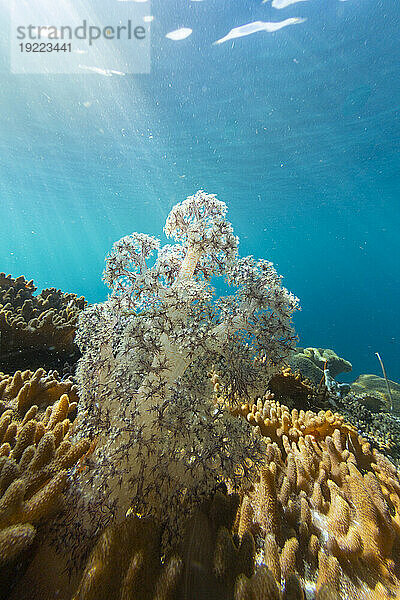 Nahaufnahme von Korallenpolypen  dem Hausriff am Freewin Wall  Raja Ampat  Indonesien  Südostasien  Asien