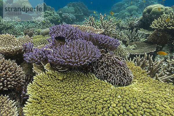 Korallen im kristallklaren Wasser in den flachen Riffen vor der Insel Bangka  vor der nordöstlichen Spitze von Sulawesi  Indonesien  Südostasien  Asien