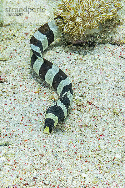 Ein ausgewachsener Harlekin-Schlangenaal (Myrichthys colobrinus) auf der Jagd vor der Insel Bangka  vor der nordöstlichen Spitze von Sulawesi  Indonesien  Südostasien  Asien