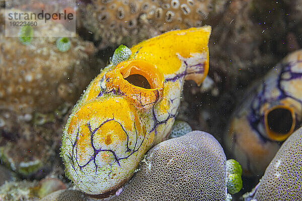 Eine goldene Seescheide (Polycarpa aurata) auf dem Riff vor der Insel Bangka  vor der nordöstlichen Spitze von Sulawesi  Indonesien  Südostasien  Asien