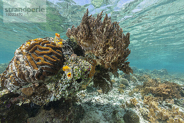 Korallen im kristallklaren Wasser in den flachen Riffen vor der Insel Bangka  vor der nordöstlichen Spitze von Sulawesi  Indonesien  Südostasien  Asien