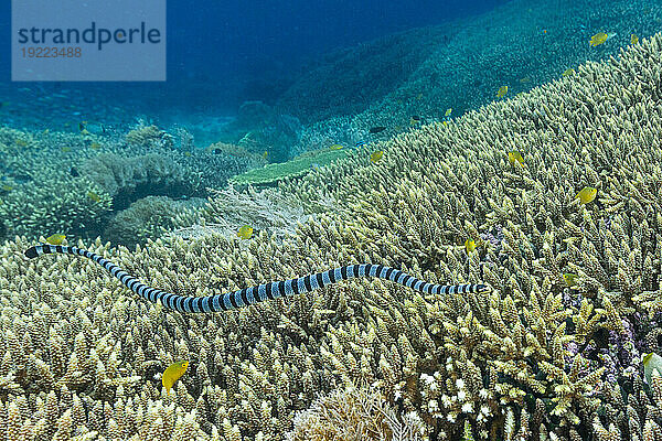 Ein erwachsener Gebänderter Seekrait (Laticauda colubrina) vor der Insel Bangka  vor der nordöstlichen Spitze von Sulawesi  Indonesien  Südostasien  Asien