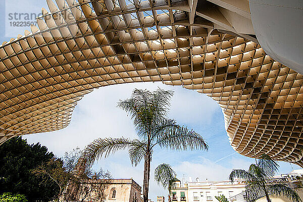 Schöne moderne Architektur des Sonnenschirms Setas de Sevilla mit einer Palme  Sevilla  Andalusien  Spanien  Europa