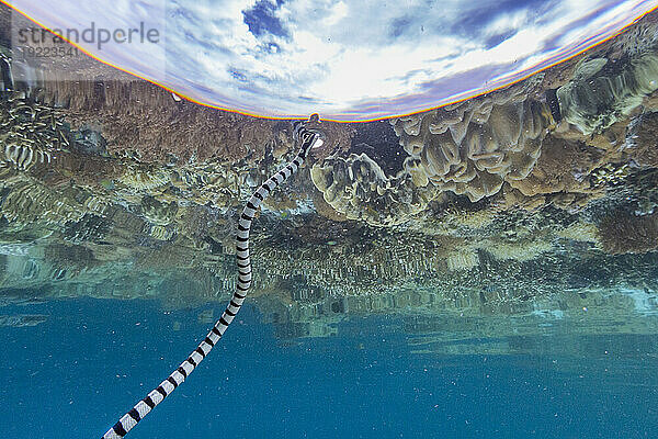 Ein erwachsener Gebänderter Seekrait (Laticauda colubrina) vor der Insel Bangka  vor der nordöstlichen Spitze von Sulawesi  Indonesien  Südostasien  Asien