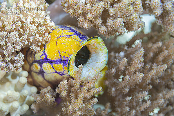 Eine goldene Seescheide (Polycarpa aurata) auf dem Riff vor der Insel Bangka  vor der nordöstlichen Spitze von Sulawesi  Indonesien  Südostasien  Asien