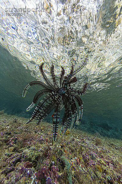 Crinoid aus der Familie Mariametridae  in den flachen Riffen vor Freewin Wall  in der Nähe der Insel Waigeo  Raja Ampat  Indonesien  Südostasien  Asien