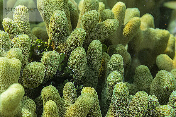 Nahaufnahme von Korallenpolypen  dem Hausriff bei Murex Bangka  Bangka Island  in der Nähe von Manado Sulawesi  Indonesien  Südostasien  Asien