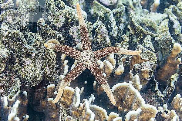 Ein ausgewachsener Halsketten-Seestern (Fromia monilis) in den flachen Riffen vor der Insel Bangka  Indonesien  Südostasien  Asien