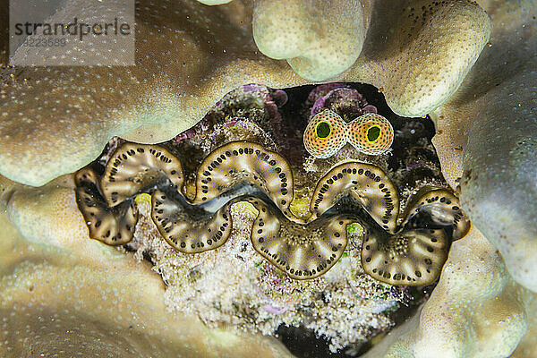 Riesige Tridacna-Muscheln  Gattung Tridacna  in den flachen Riffen vor der Insel Bangka  vor der nordöstlichen Spitze von Sulawesi  Indonesien  Südostasien  Asien