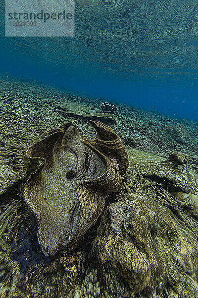 Riesige Tridacna-Muscheln  Gattung Tridacna  in den flachen Riffen vor Sauwaderek Village Reef  Raja Ampat  Indonesien  Südostasien  Asien