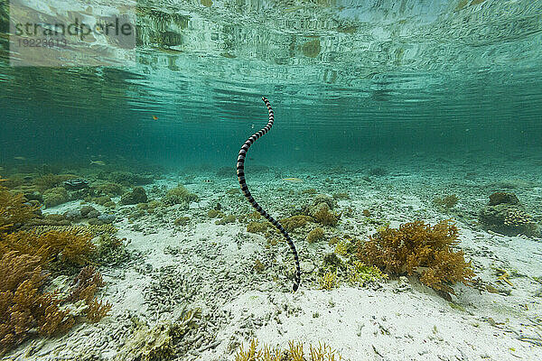 Ein erwachsener Gebänderter Seekrait (Laticauda colubrina) vor der Insel Bangka  vor der nordöstlichen Spitze von Sulawesi  Indonesien  Südostasien  Asien