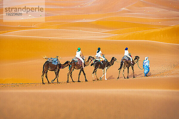 Tuareg man leading a camel train of tourists on the sand dunes of Erg Chebbi  Merzouga  Sahara Desert  Morocco  North Africa  Africa