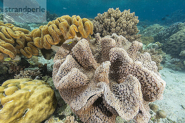 Korallen im kristallklaren Wasser in den flachen Riffen vor der Insel Bangka  vor der nordöstlichen Spitze von Sulawesi  Indonesien  Südostasien  Asien