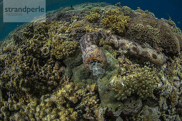 Graeffe-Seegurke (Pearsonothuria graeffe)  in den flachen Riffen vor Sandy Beach  Manta Point  Raja Ampat  Indonesien  Südostasien  Asien