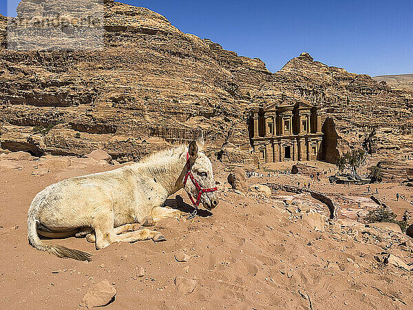 Esel ruht über dem Kloster Petra (Al Dayr)  Archäologischer Park Petra  UNESCO-Weltkulturerbe  eines der neuen sieben Weltwunder  Petra  Jordanien  Naher Osten