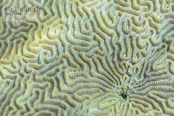 Nahaufnahme von Korallenpolypen  dem Hausriff auf der Insel Kawe  Raja Ampat  Indonesien  Südostasien  Asien