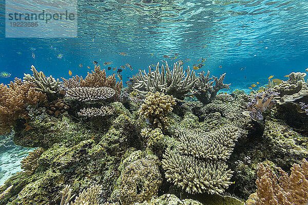 Korallen im kristallklaren Wasser in den flachen Riffen vor der Insel Bangka  vor der nordöstlichen Spitze von Sulawesi  Indonesien  Südostasien  Asien